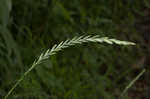 Quackgrass